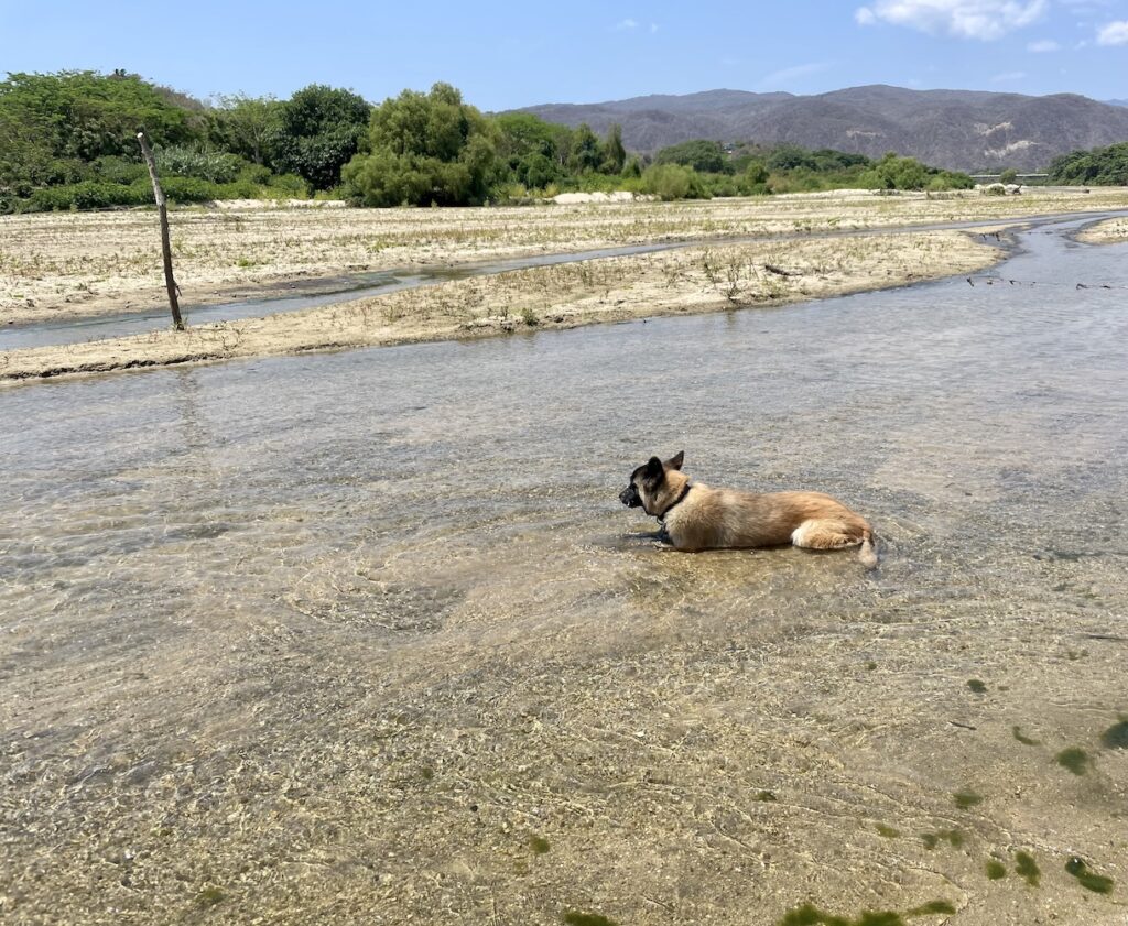 German Shepherd in river