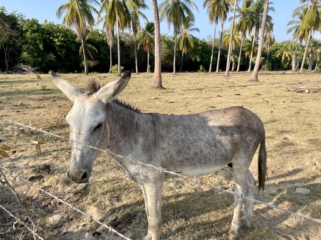Donkey in cow pasture