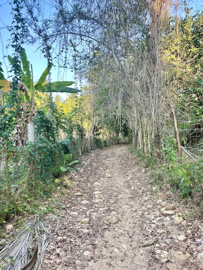 Hiking trail through woods