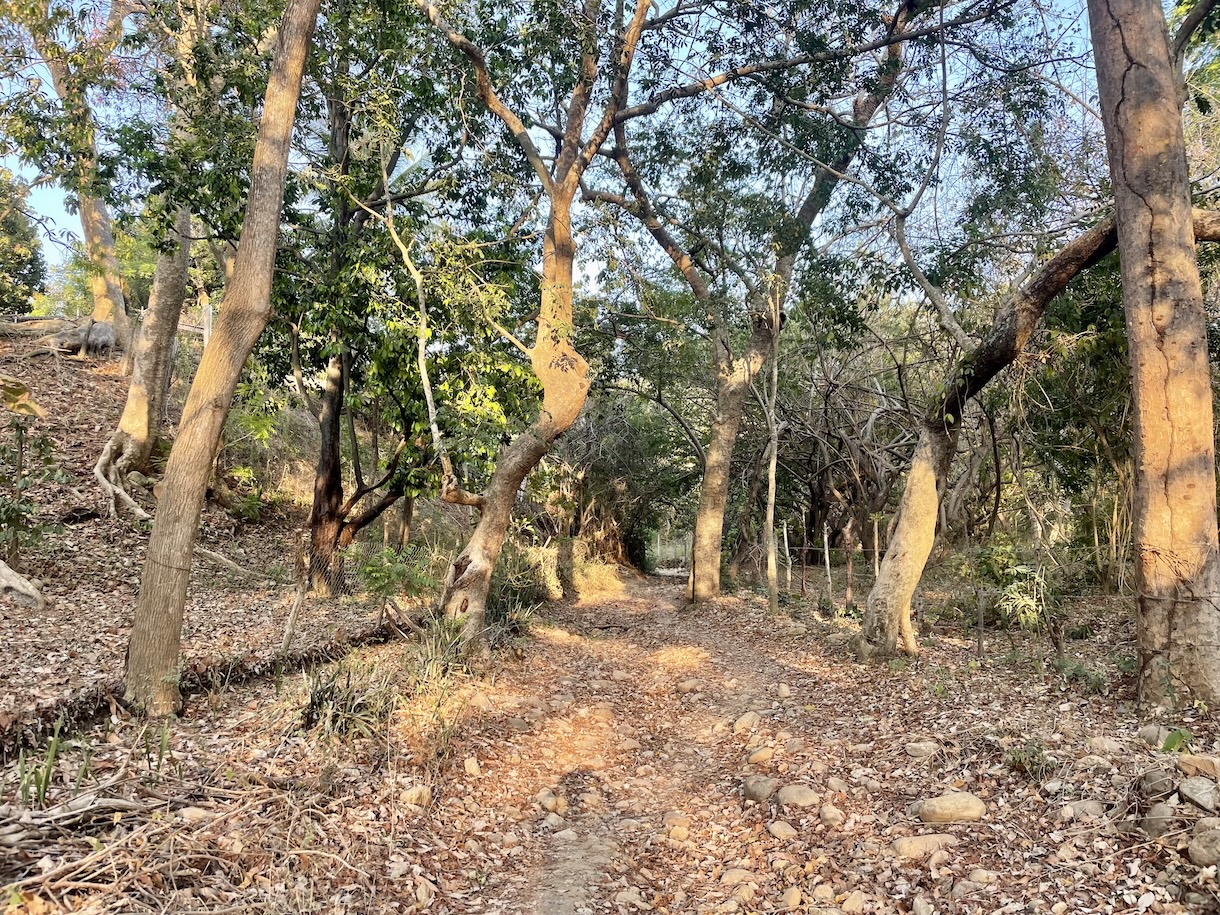 Hiking trail through woods
