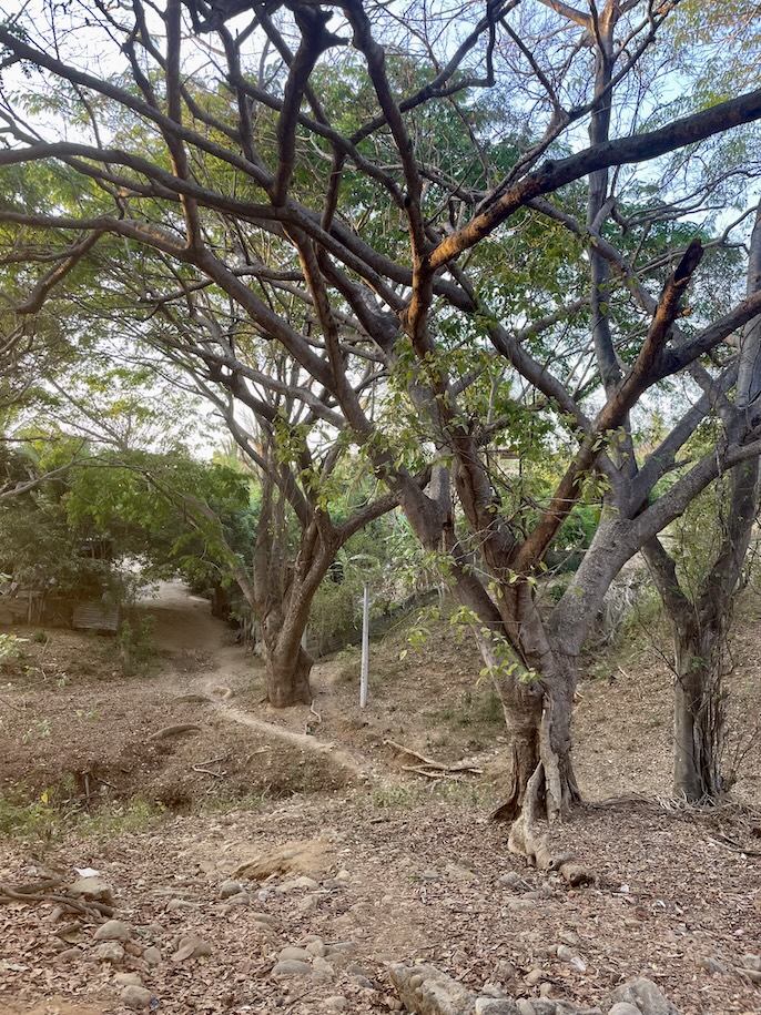 Trail through massive trees