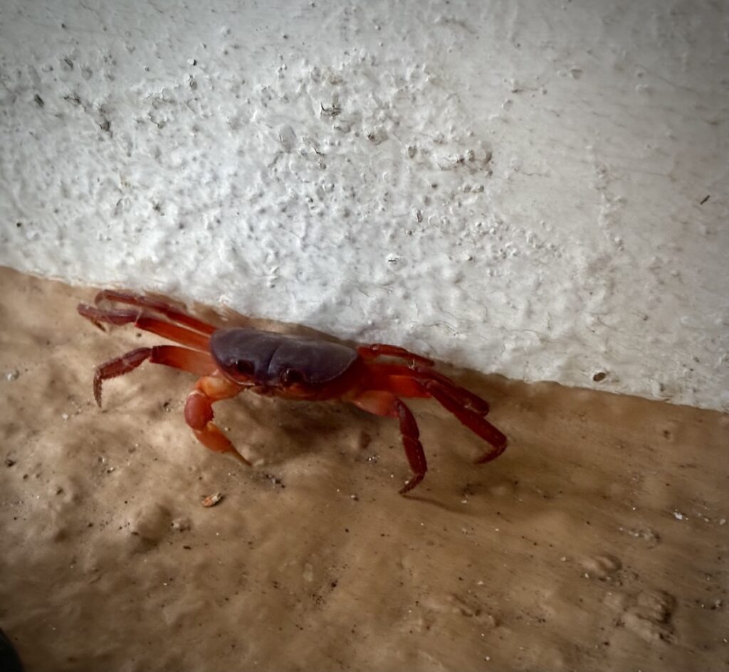 Red crab in hallway