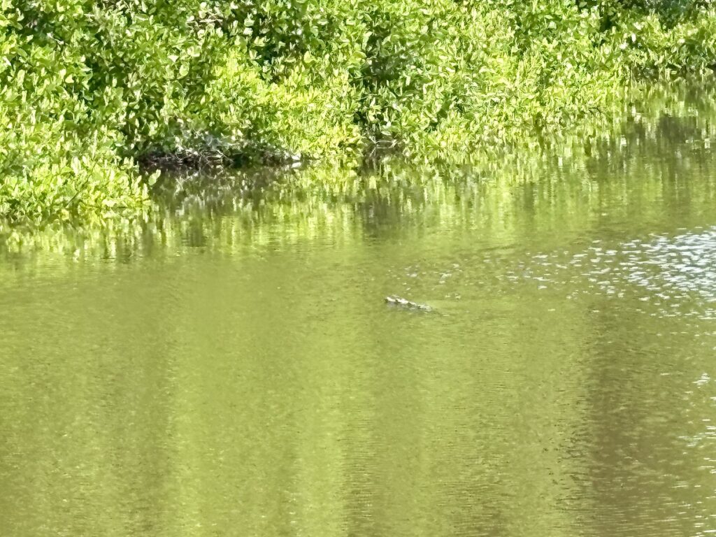 Alberto the crocodile!