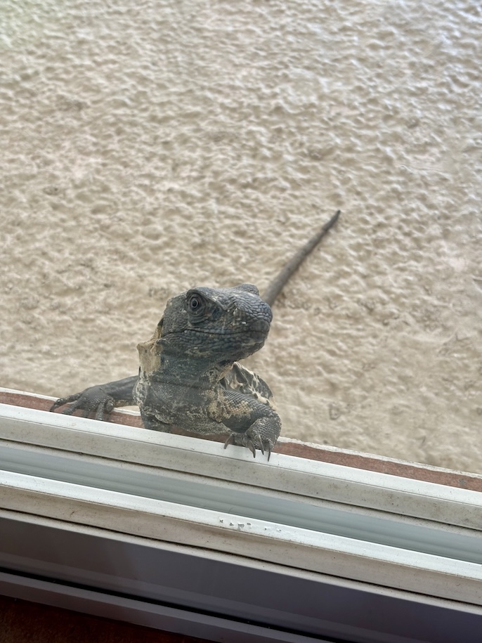 Iguana at window