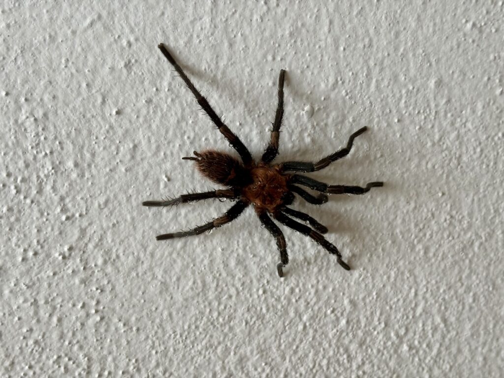 Tarantula on wall