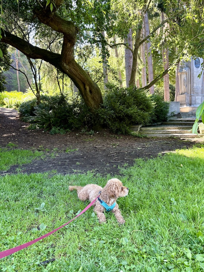 Dog in the grass