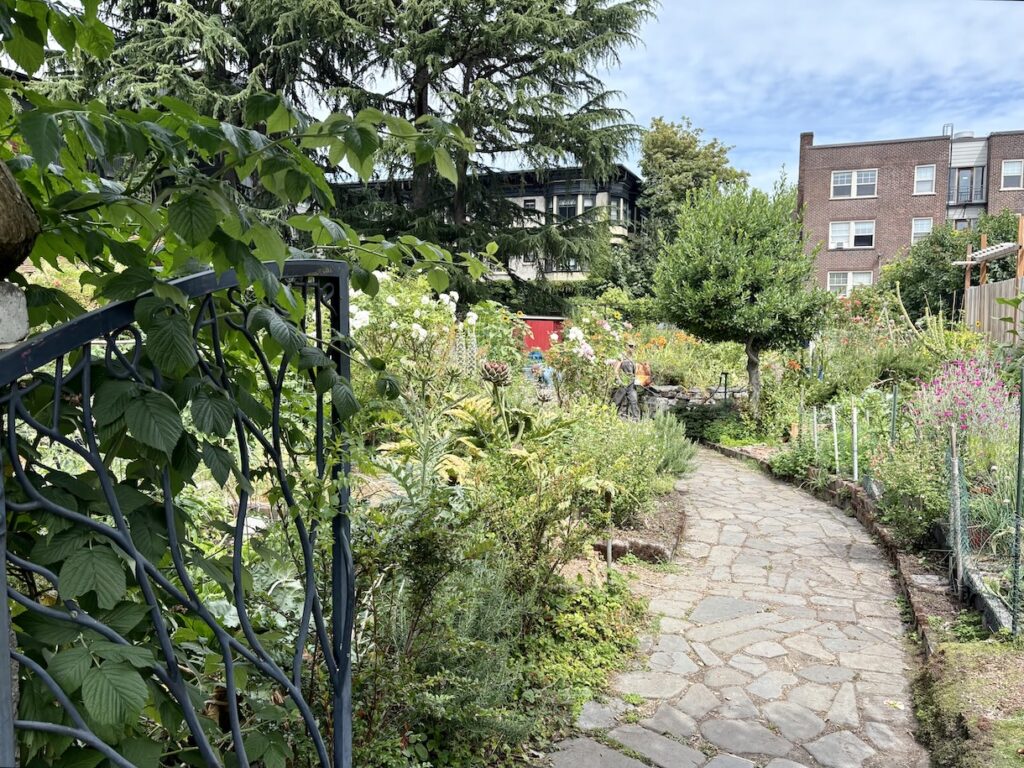 Seattle pea patch