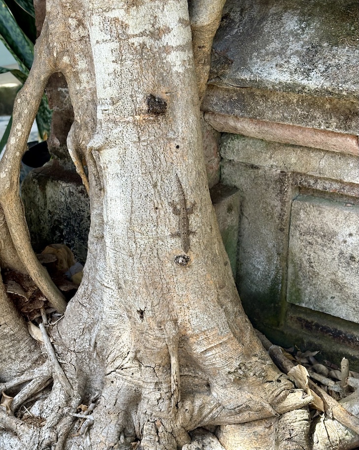 Gecko on tree