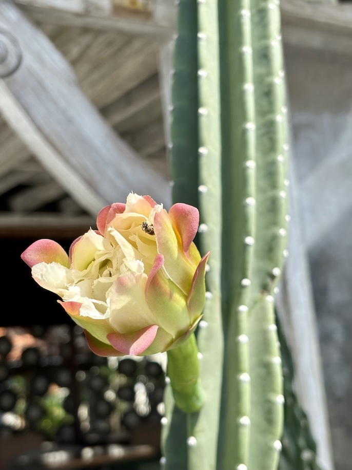 Cactus in bloom