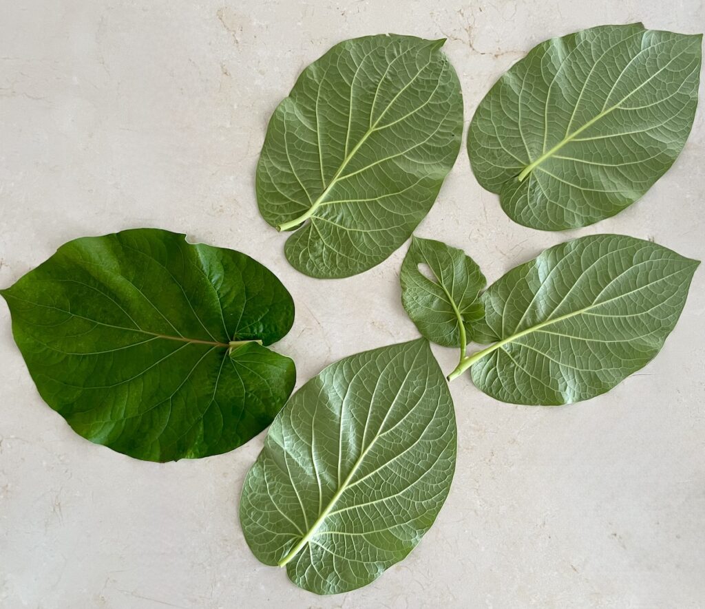 Hoja Santa leaves