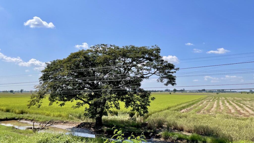 Lone tree in field