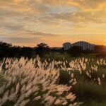 Sunset with rice paddies from the train
