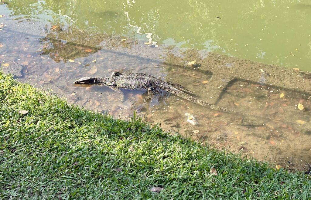 Bangkok dragon in water