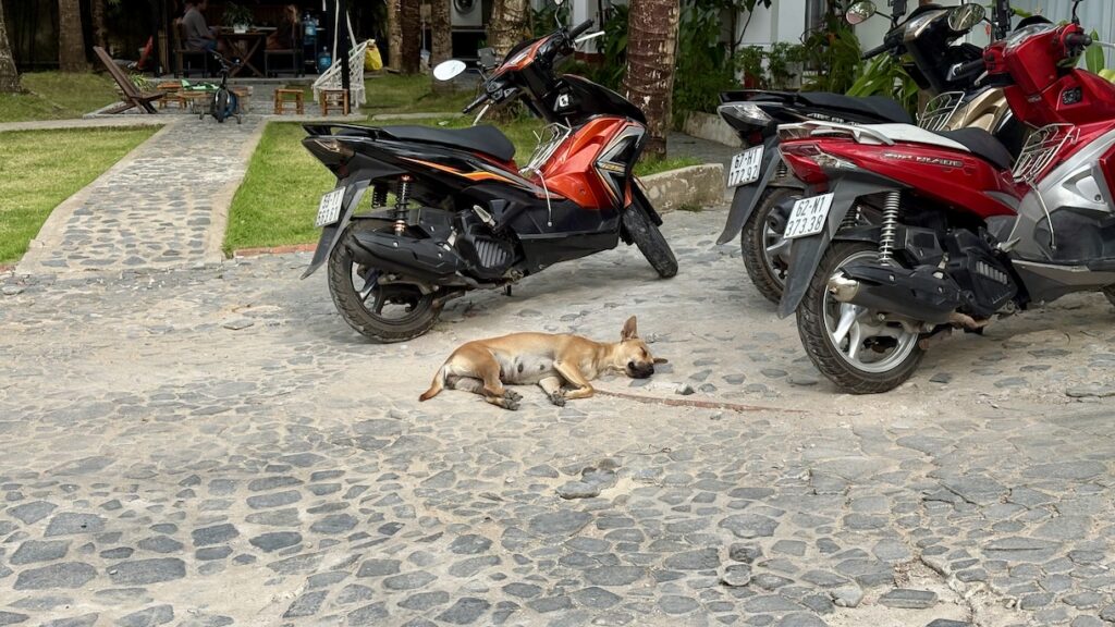 Phu Quoc Ridgeback doggo