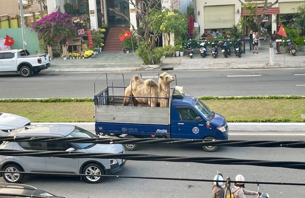 Camel in street from balcony in Đà Nẵng