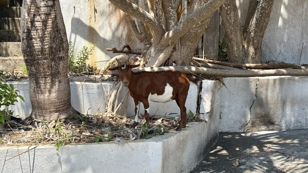 Goat in the garden