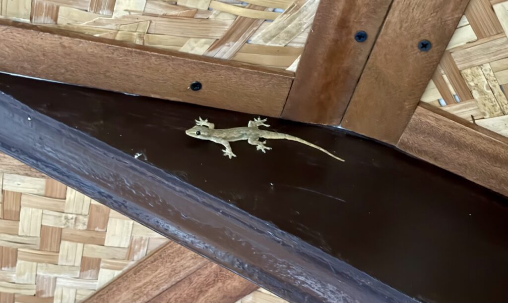 Gecko on ceiling in Boracay