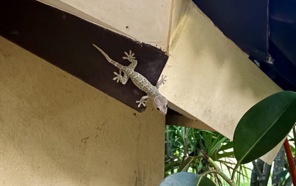 Tuko gecko!