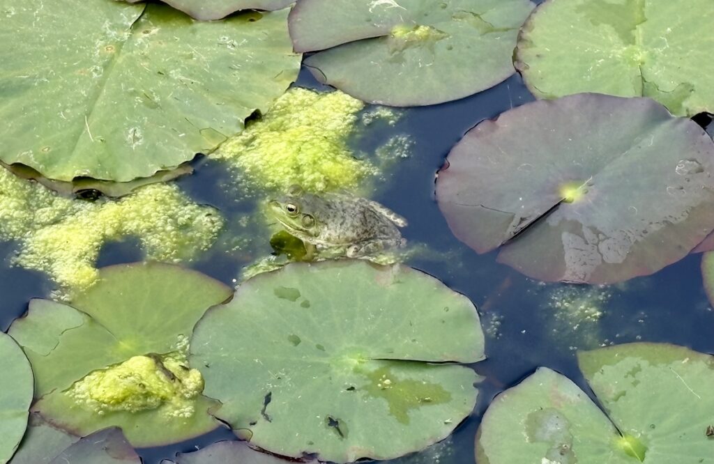 Frog while hiking in McMinnville