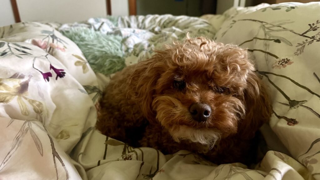 Pup curled up in bed