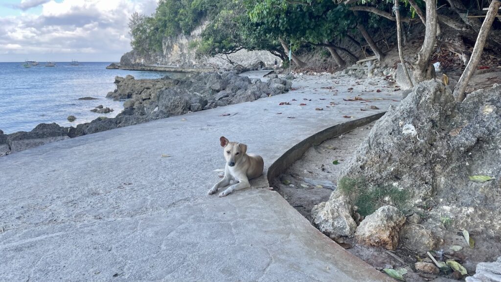 Friendly stray on way to Mother Mary Cave