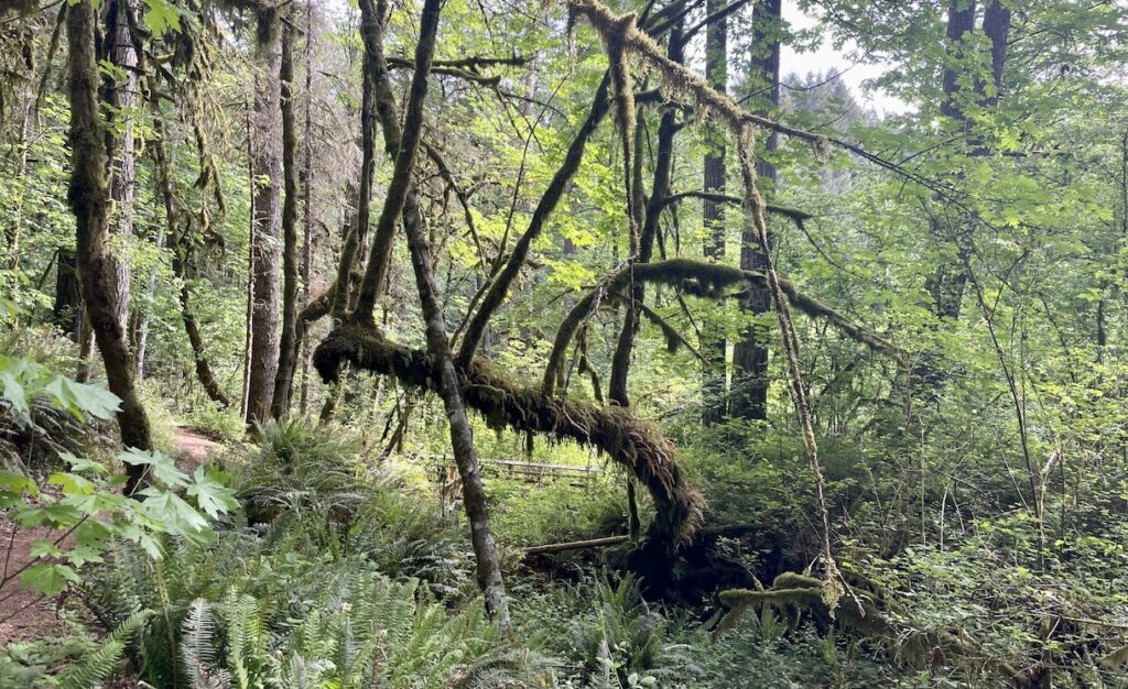 Forest in McMinnville